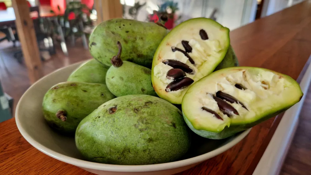 The fruit is oval-shaped and has a sweet, tropical flavor with a creamy texture. It is often eaten raw or used in desserts like ice cream and baked goods, triloba, asimina, pawpaw, kentucky banana, / Foto: Beekeepx