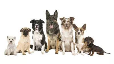 Group of different purebred dogs from small to large sitting looking at the camera on a white background / Foto: Miraswonderland