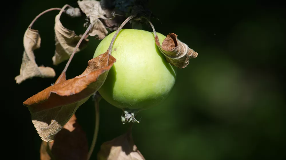 Slika je simbolična. / Foto: Istock