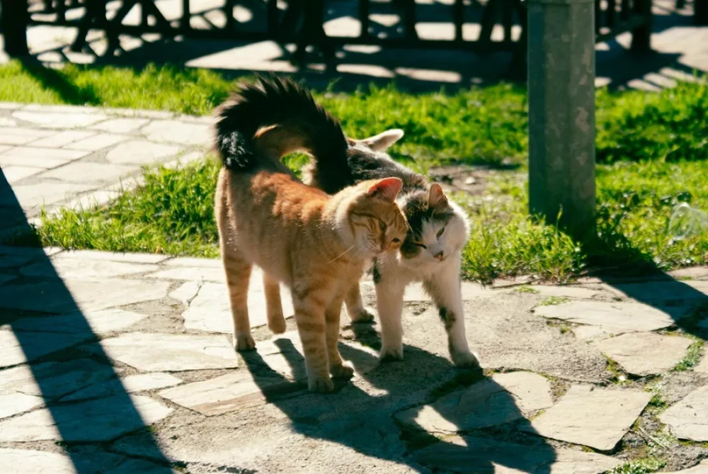 Veterinarji opozarjajo, da se pri mačkah &scaron;tevilne kronične bolezni razvijajo več mesecev ali celo let, preden postanejo očitne. Foto: Vetpromet