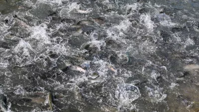 - pastrvi, - Ribogojnica Žalec Marko Hrovat s.p.- 07.08.2025. - Reportaža o vzgoji in uživanju ribe krap.//FOTO: Bojan Velikonja