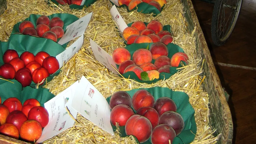 razstava nektarine, breskve