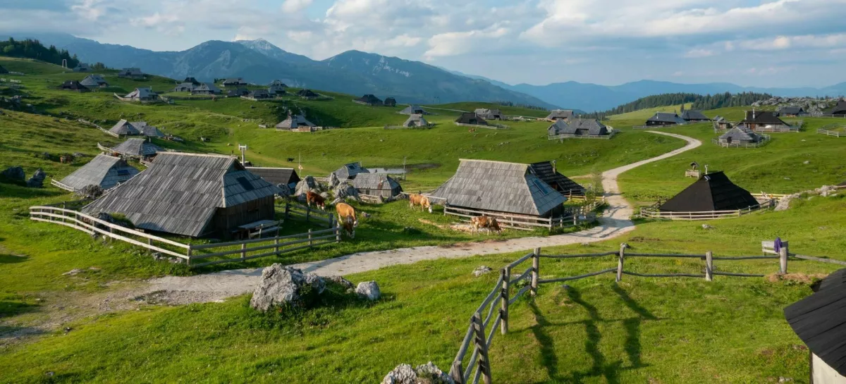 Grazing cows between charming wooden shepherds' huts on scenic mountain plateau. Breath-taking sight of tourist destination with authentic herdsmen's village in alpine landscape on sunny spring day. / Foto: Helivideo