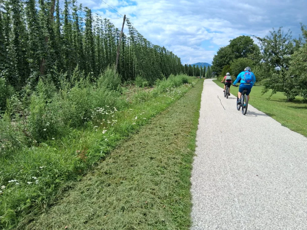 &scaron;trekna proti Slovenj Gradcu hmelj, kolesar / Foto: Katja Petrovec