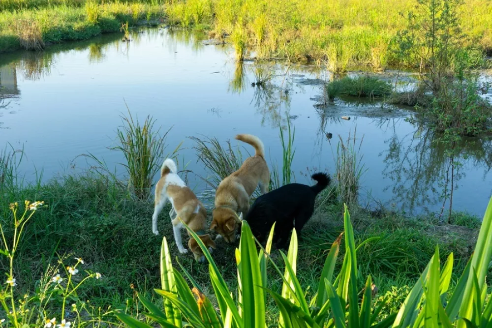 Psi se med sprehodi poleti pogosto zadržujejo ob vodah, kjer se komarji najraje razmnožujejo. Že majhne količine stoječe vode lahko predstavljajo njihovo goji&scaron;če.