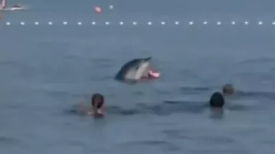 Delfin Zadar