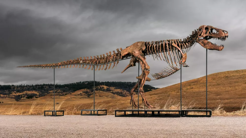 This undated photo provided by Sotheby's on Tuesday, July 14, 2026, shows "Gus," one of the largest and most complete Tyrannosaurus rex specimens ever discovered. (Matthew Sherman/Sotheby's via AP)