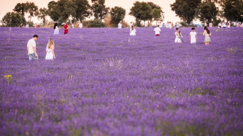 People in a lavender field on July 10, 2025, in Brihuega, Guadalajara, Castilla-La Mancha (Spain). Every July, thousands of hectares of lavender and lavandin, a local hybrid, bloom in the municipality of Brihuega, known as the 'Garden of the Alcarria'. Flowering reaches its zenith between late June and July.,Image: 1020874250, License: Rights-managed, Restrictions:, Model Release: no 