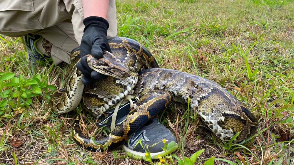 Burmese pythons are believed to have arrived in South Florida as pets in the 1980s and then were released by frustrated owners who got tired of feeding them mice and other live meals. (Miami Herald/TNS/ABACAPRESS.COM - NO FILM, NO VIDEO, NO TV, NO DOCUMENTARY,Image: 862027152, License: Rights-managed, Restrictions:, Model Release: no 