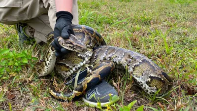 Burmese pythons are believed to have arrived in South Florida as pets in the 1980s and then were released by frustrated owners who got tired of feeding them mice and other live meals. (Miami Herald/TNS/ABACAPRESS.COM - NO FILM, NO VIDEO, NO TV, NO DOCUMENTARY,Image: 862027152, License: Rights-managed, Restrictions:, Model Release: no 