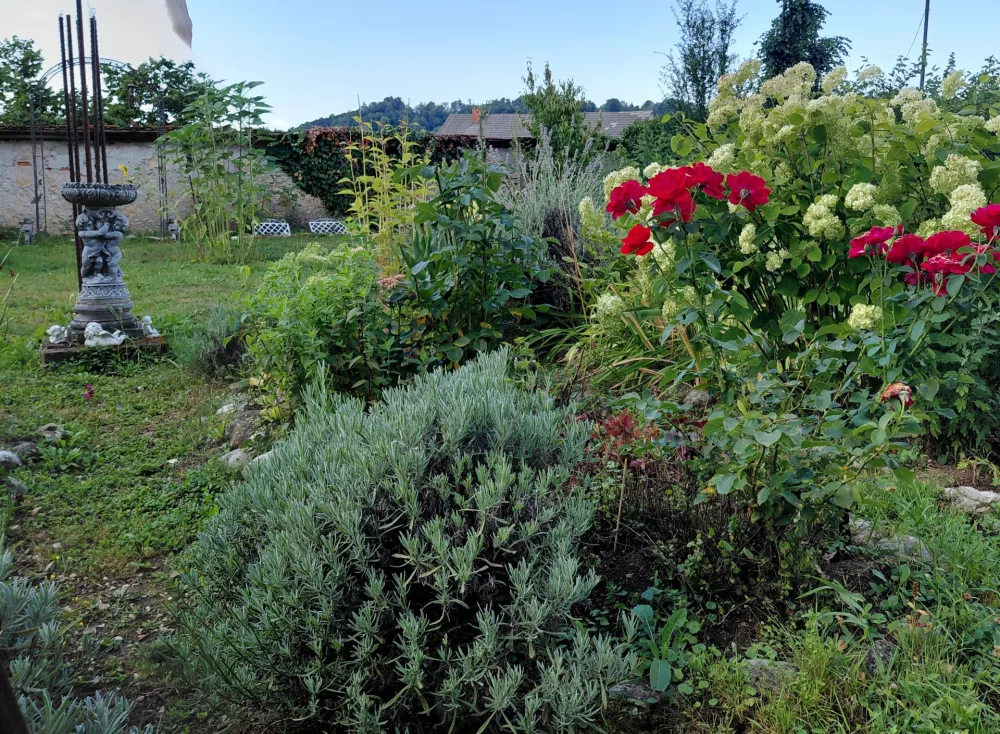 Barvitost vrtu dajo tudi vrtnice, ki krasijo tudi zunanje dvori&scaron;če. 