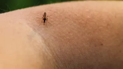 Mosquito-Piskun (Culex pipiens) feeds on the blood of the human body / Foto: Olyasolodenko Getty Images