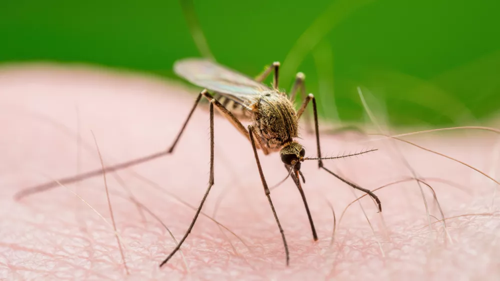 Malaria Infected Mosquito Bite. Leishmaniasis, Encephalitis, Yellow Fever, Dengue, Malaria Disease, Mayaro or Zika Virus Infectious Culex Mosquitoe Parasite Insect Macro. / Foto: Nechaev-kon