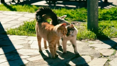 Veterinarji opozarjajo, da se pri mačkah številne kronične bolezni razvijajo več mesecev ali celo let, preden postanejo očitne. Foto: Vetpromet