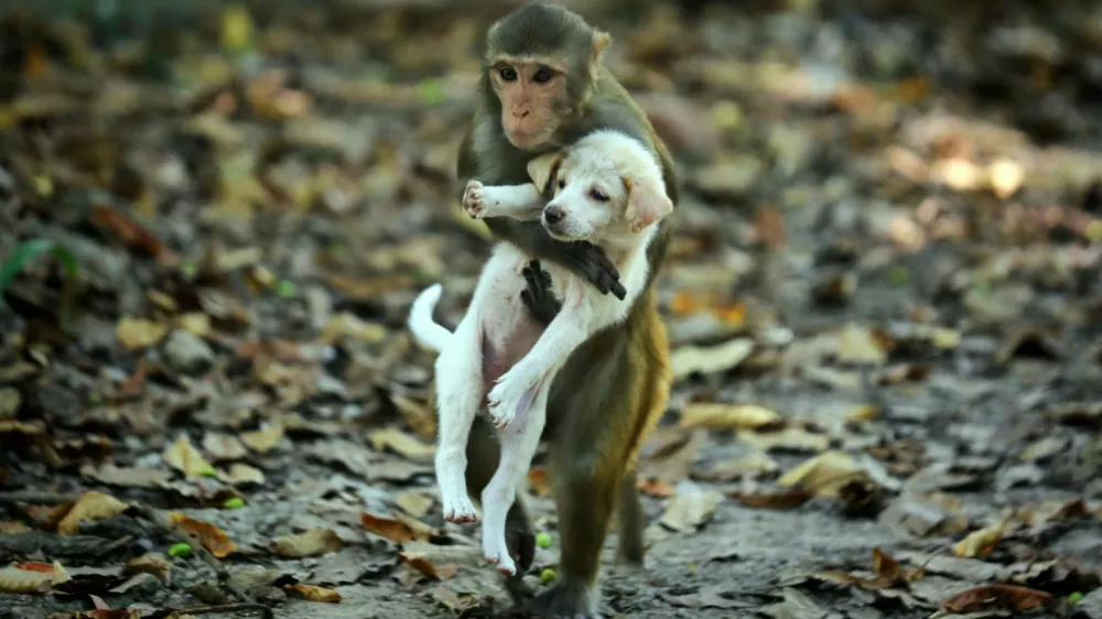 DHAKA, BANGLADESH - NOVEMBER 11: A monkey carrying a puppy are seen around the park in Dhaka, Bangladesh on November 11, 2022. A monkey was spotted carrying a puppy around the park. The monkey also carried the puppy on its lap and was seen jumping from a tree's branches. Even though monkeys and dogs do not necessarily bond, a different animal friendly relationship was seen in Dhaka. Stringer / Anadolu Agency/ABACAPRESS.COM,Image: 737475323, License: Rights-managed, Restrictions:, Model Release: no 