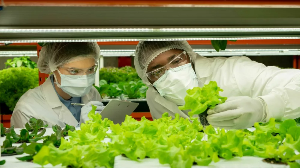 Young man in protective workwear holding sample of green lettuce seedling in small pot while his female colleague making notes