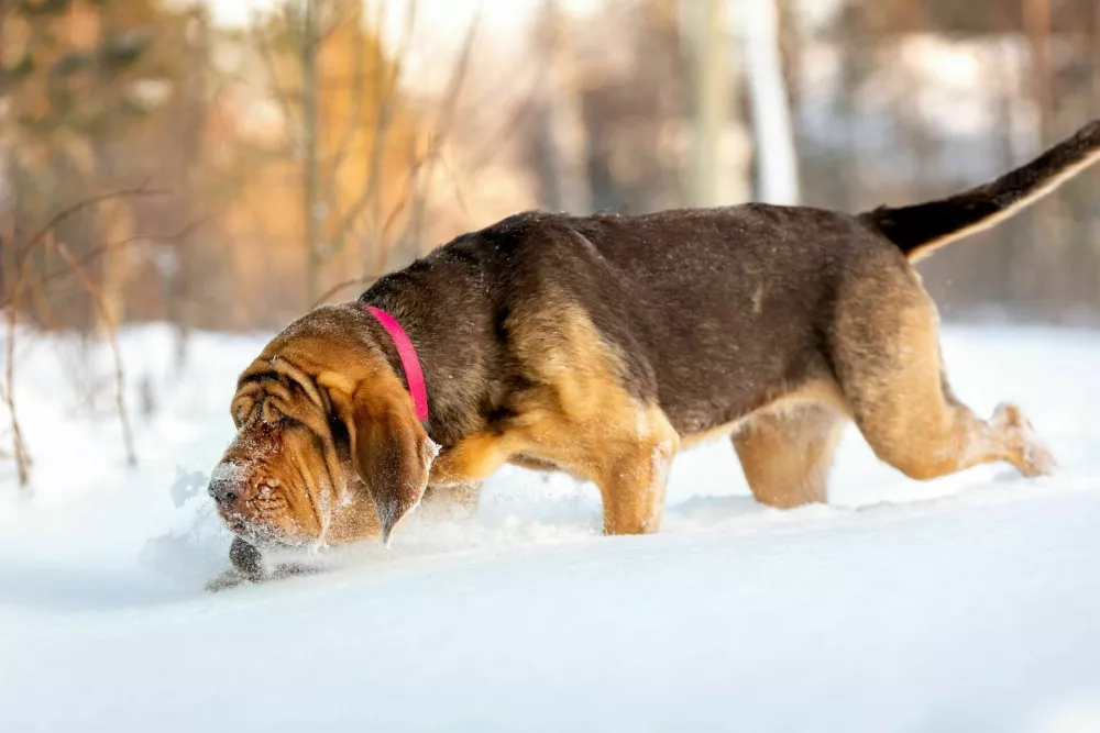 Search dog - bloodhound follows a trail in the snow / Foto: Evgenia Glinskaia