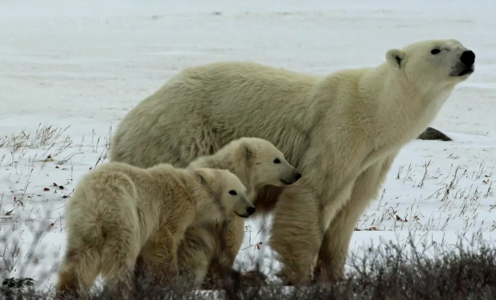 Mother polar bear sniffing in the breeze, cautiously walking around the tundra buggy with two cubs standing near her. Picture taken in November near Churchill, Manitoba. / Foto: Jkauffeld