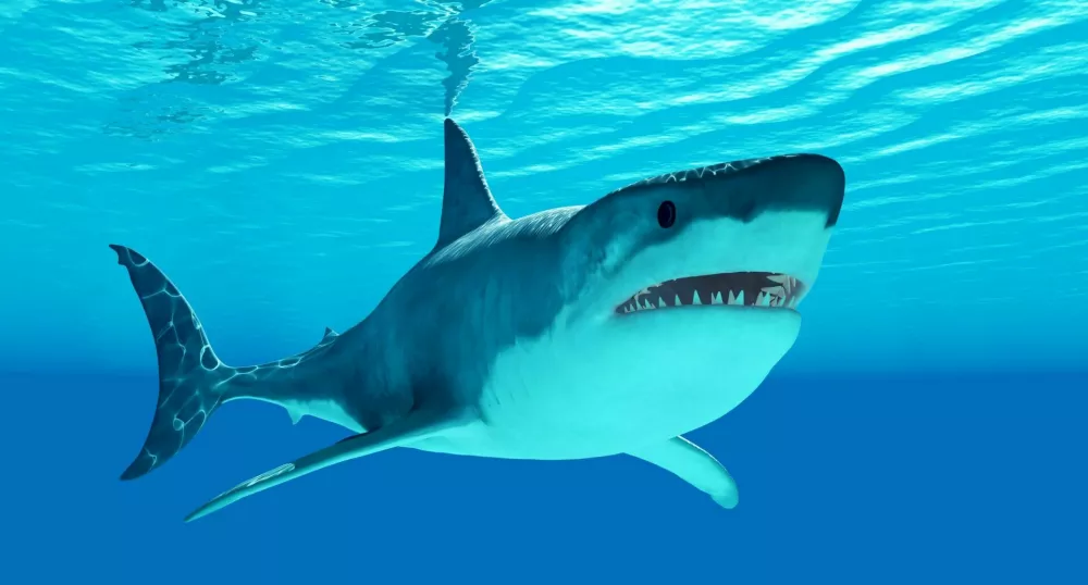 The Great White Shark is an apex-predator which can grow over 26 feet or 8 meters and live for 70 years or more. / Foto: Coreyford
