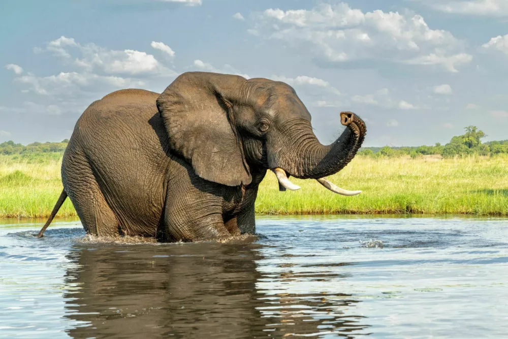 Close encounter with a bull elephant from a boat. African elephant bull taking a bath in the Chobe River between Botswana and Namibia in the green season. / Foto: Henk Bogaard