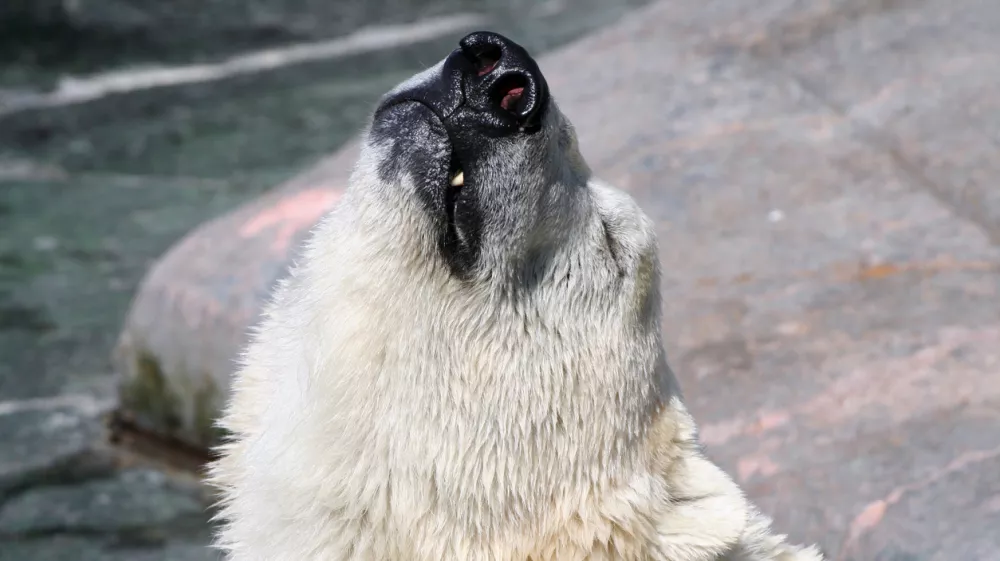polar bear injoying the sun / Foto: Rikke68 Getty Images/istockphoto