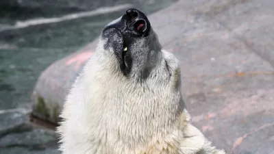 polar bear injoying the sun / Foto: Rikke68 Getty Images/istockphoto