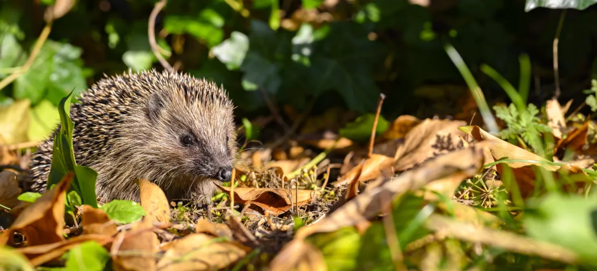 Mladi jež v družbi jesenskega listja / Foto: Istock