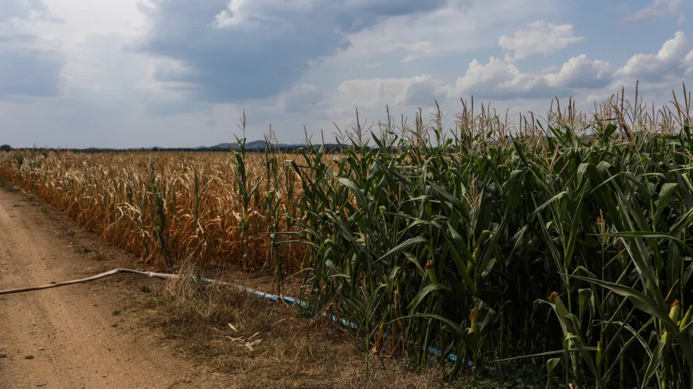 - 11.08-2026. - Su&scaron;a, Kr&scaron;ko polje, Namakalni sistem, namakanje, koruza.//FOTO: Bojan Velikonja