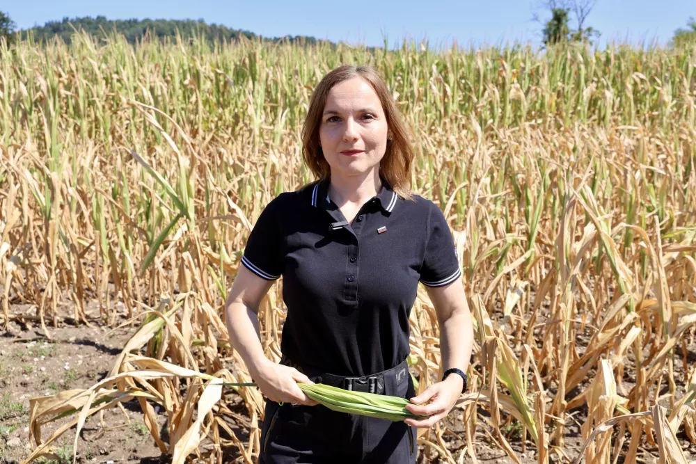 Cigler Kralj je bil med dopustom marsikje, na opusto&scaron;enih poljih pa so ga pogre&scaron;ali