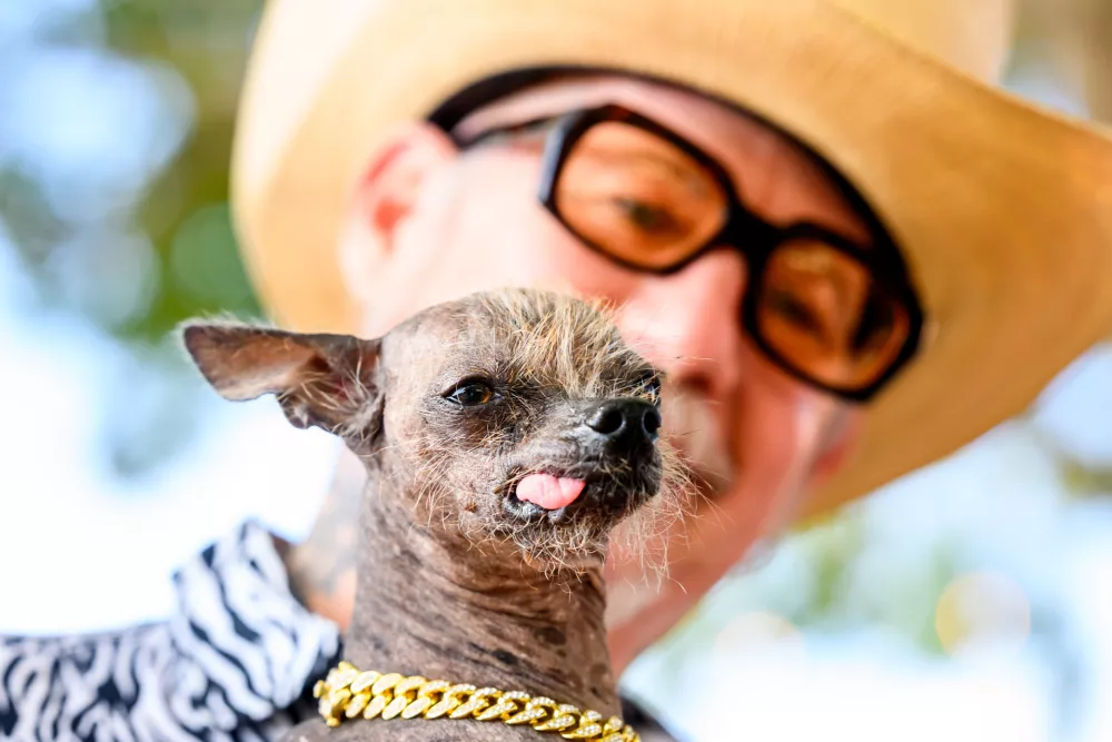 Held by owner Christopher Wonder, Little Prince prepares to compete in the World's Ugliest Dog Contest at the Sonoma County Fair in Santa Rosa, Calif., on Friday, Aug. 14, 2026. (AP Photo/Noah Berger) / Foto: Noah Berger