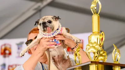 Pug rescue Jinny Lu celebrates winning first place in the World's Ugliest Dog Contest at the Sonoma County Fair in Santa Rosa, Calif., on Friday, Aug. 14, 2026. (AP Photo/Noah Berger) / Foto: Noah Berger