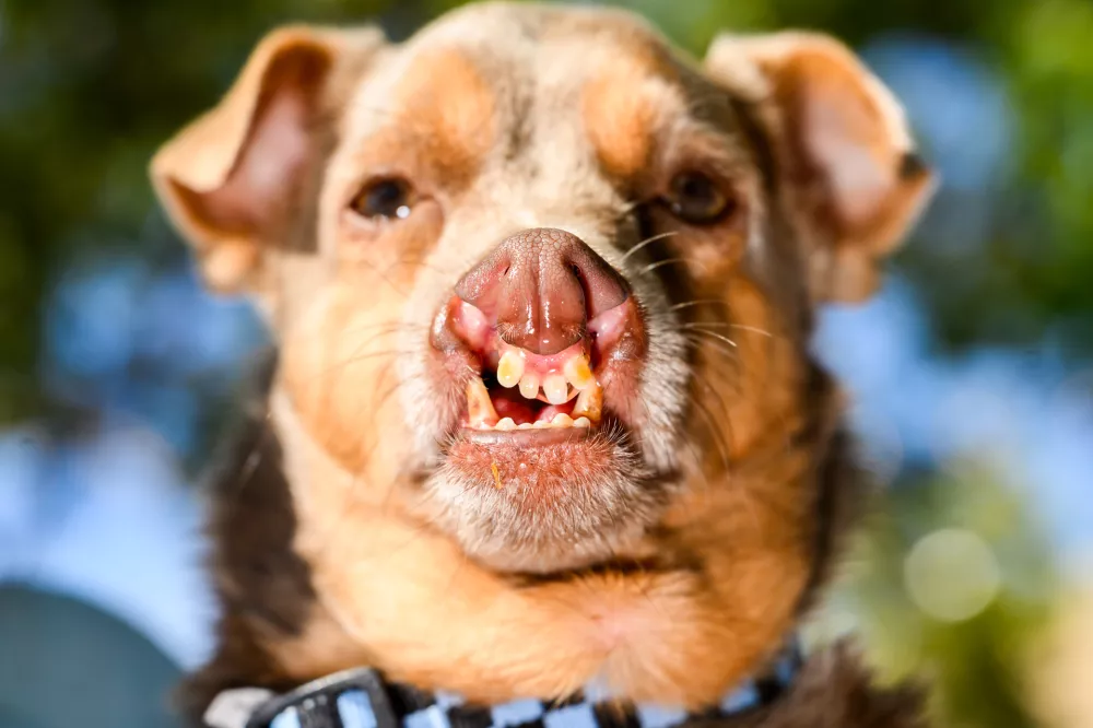 Chihuahua mix Otto prepares to compete in the World's Ugliest Dog Contest at the Sonoma County Fair in Santa Rosa, Calif., on Friday, Aug. 14, 2026. Otto went on to win third place. (AP Photo/Noah Berger) / Foto: Noah Berger