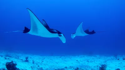 Mantas protected in Maldives dancing with joy