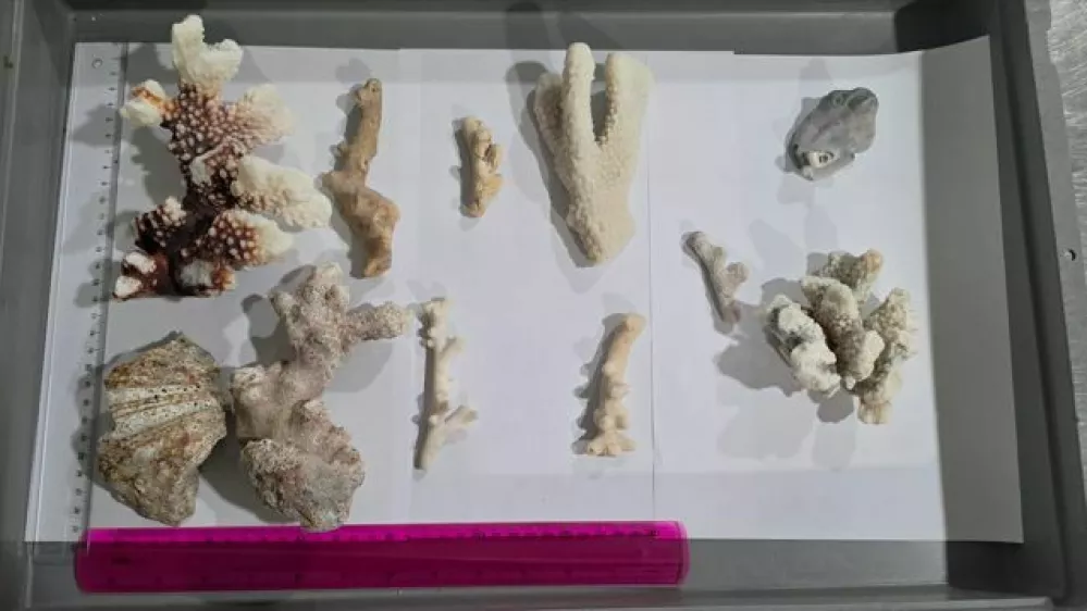 Slovencu so na zagreb&scaron;kem letali&scaron;ču zasegli 1,6 kilograma koral, za katere ni imel dovoljenja za uvoz. 