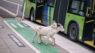 koze na busu