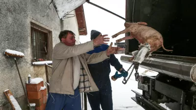 - živalski kadaver - živalsko truplo- 20.11.2018 – Ptuj - Veterinarsko higienska služba (VHS), terenski ogled dela veterinarsko higienske službe - odvoz poginulih živali, //FOTO: Luka Cjuha.