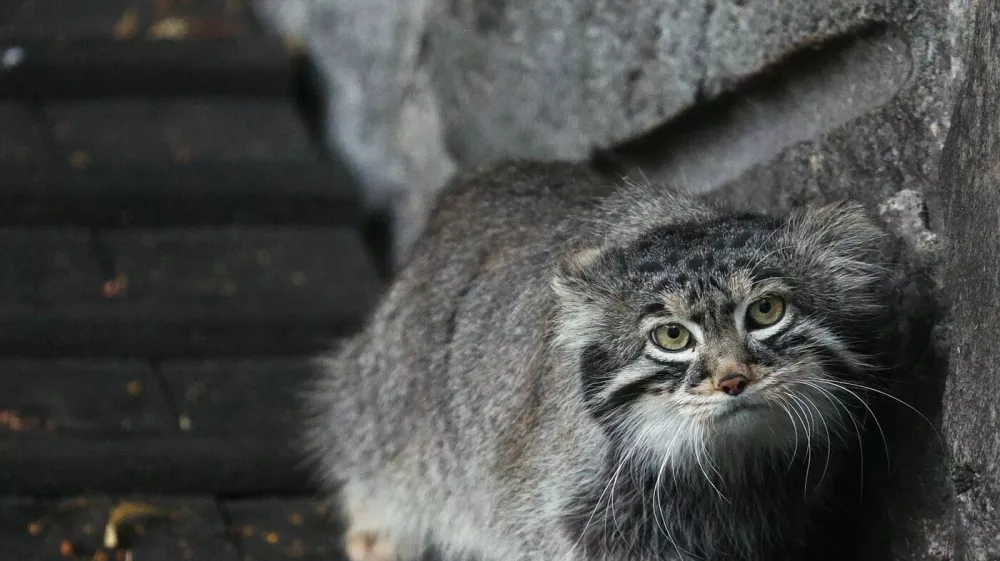 Pallasova mačka oziroma manul