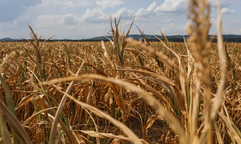 - 11.08-2026. - Su&scaron;a, Kr&scaron;ko polje, koruza.//FOTO: Bojan Velikonja