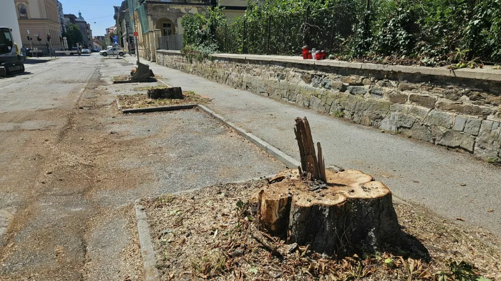 Maribor, Trubarjeva ulica.Izjava Mestne obcine Maribor v zvezi s posekom dreves na Trubarjevi ulici.Gradbisce Trubarjeva ulica