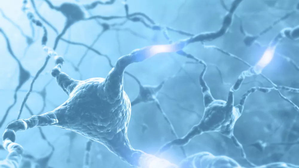 Inside the brain. Concept of neurons and nervous system. Two neurons transmitting information. / Foto: Ts