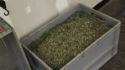 Ljubljanski kriminalisti so v hišni preiskavi na Igu zasegli 800 razstlin konoplje in okoli 20 kilogramov že posušene droge.