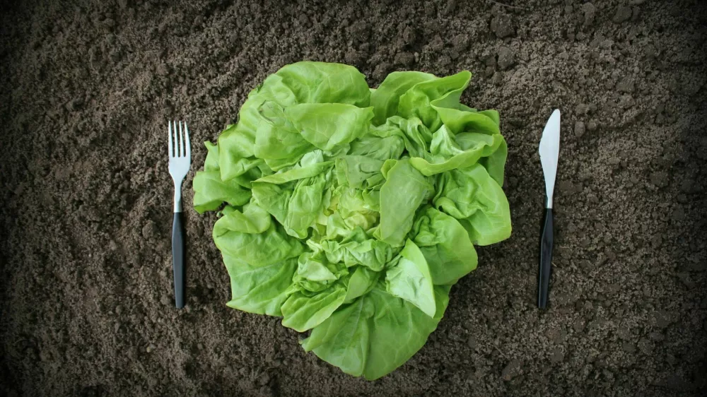fork and knife in soil and lettuce -healthy eating concept / Foto: Vaivirga