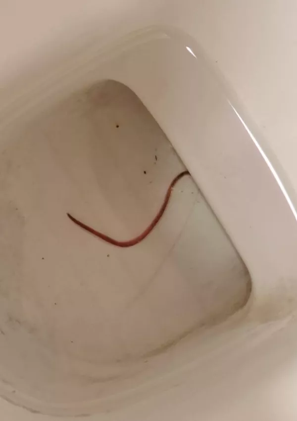 Na videz deluje celo kot kak&scaron;en podganji rep, vendar ni, ker se premika drugače. / Foto: Bralec