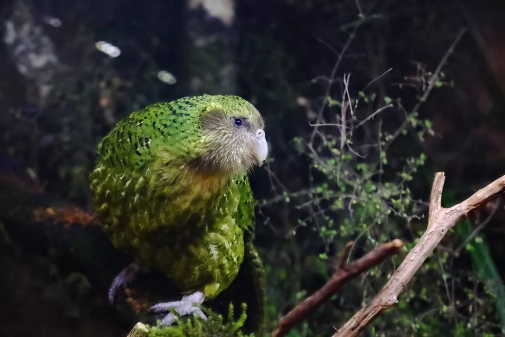 Kākāpō, kot ga imenujejo, oziroma Strigops habroptilus živi samo na Novi Zelandiji. / Foto: Istock