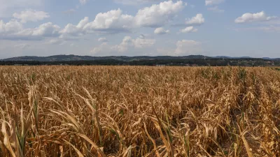 - 11.08-2026. - Suša, Krško polje, koruza.//FOTO: Bojan Velikonja