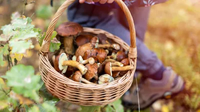 Picking mushrooms in the woods / Foto: Piksel Getty Images