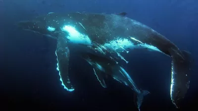 whale kit grbavec / Foto: Great Barrier Reef Marine Park Authority