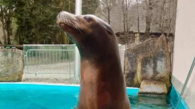 Morski lev Jip