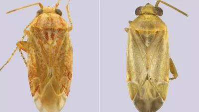 Novo poimenovanje je dobilo več primerkov. Foto: zajem zaslona / insect Systematics and Evolution