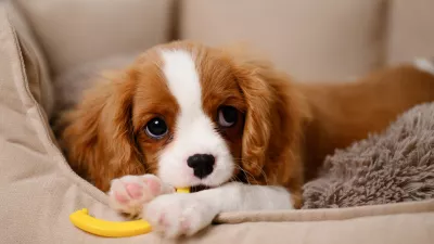 Funny Cavalier King Charles Spaniel dog puppy chewing his favorite toy while lying on dog bed inside. Relief from itching of growing teeth. Adaptation of pet to new family and home. Postcard